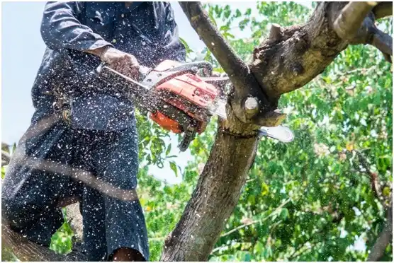 tree services Madisonville